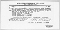 Golovinomyces cichoracearum image